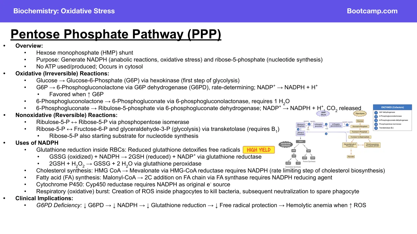 Bootcamp pentose phosphate pathway: oxidative phase makes NADPH; uses include fatty acid synthesis, P450.