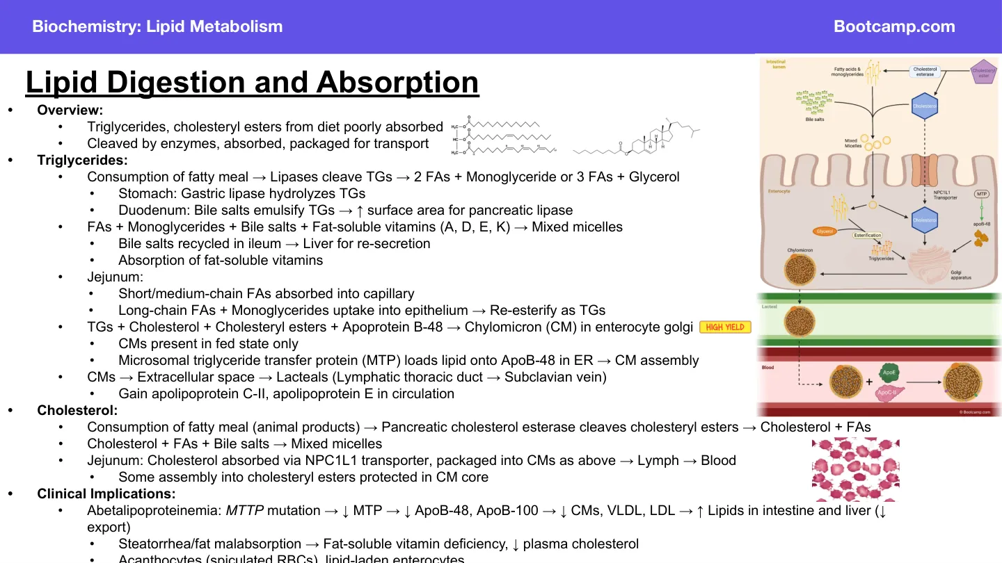 Bootcamp overview of digestion, micelles, chylomicron assembly and route