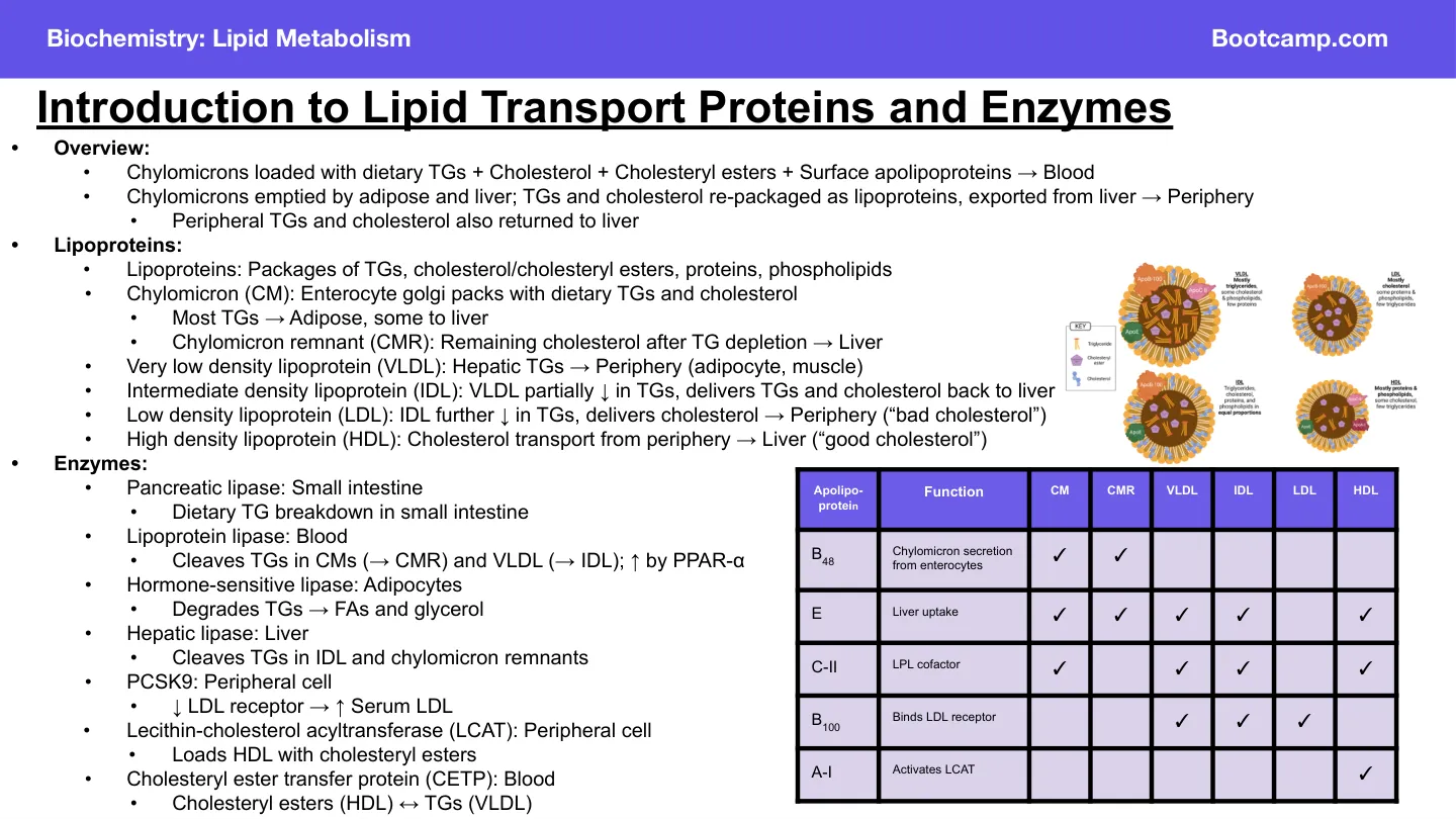 Bootcamp: use chylomicron, LPL and apo B-48/C-II/E rows only
