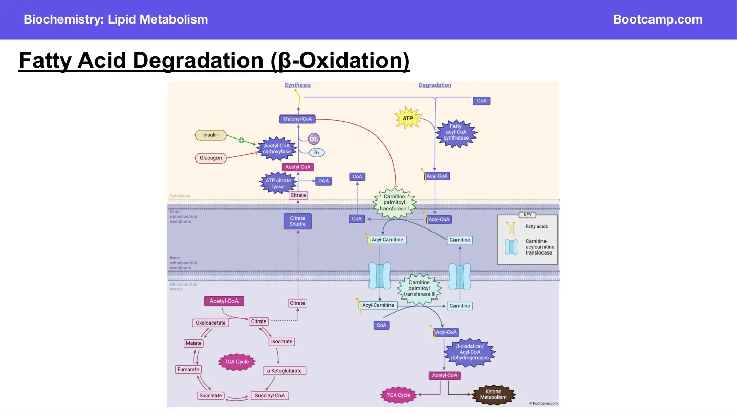 Bootcamp: insulin activates ACC, glucagon inhibits; malonyl-CoA blocks CPT I