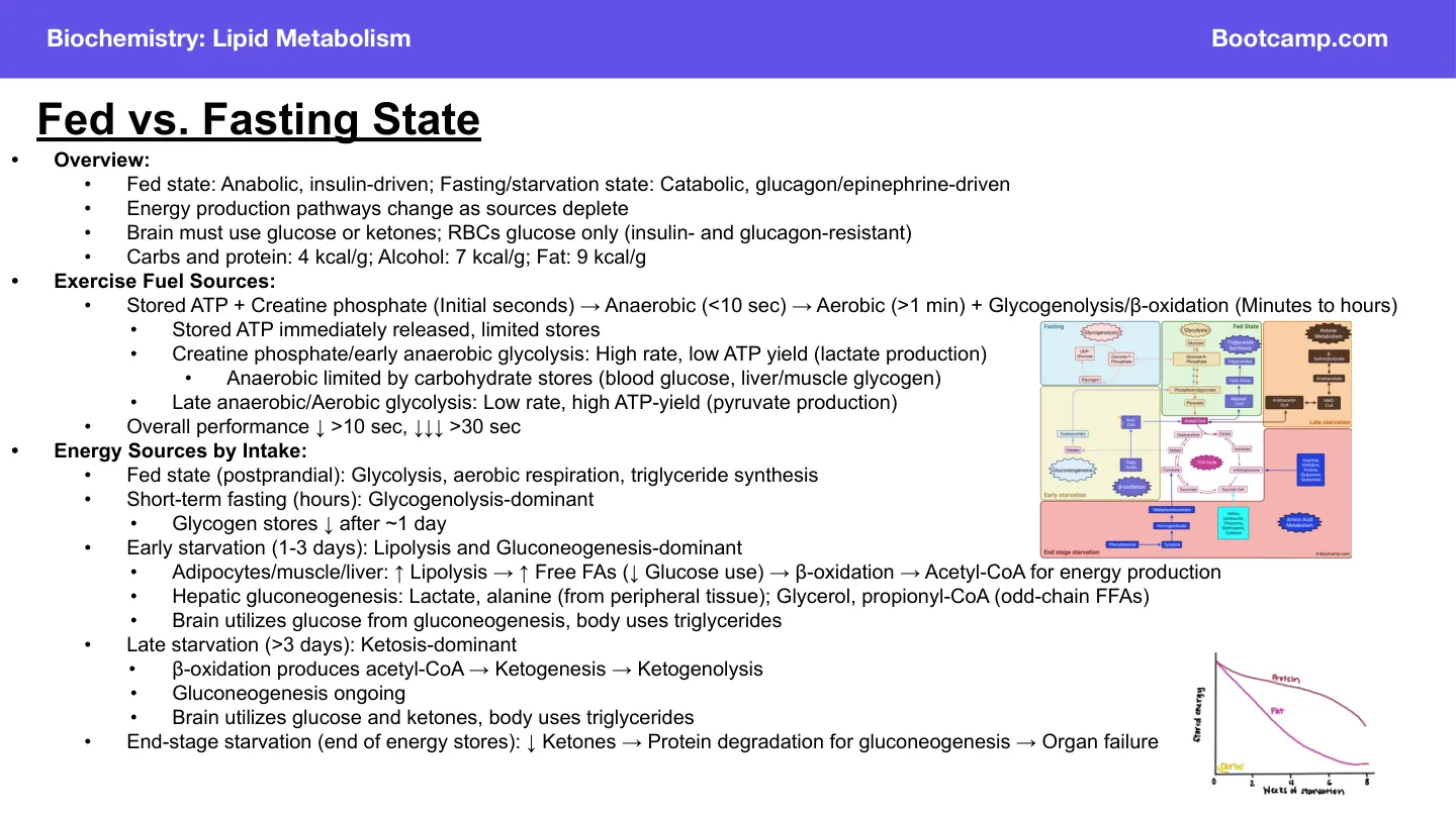 Bootcamp: fed vs fasting stages; late starvation is ketosis-dominant, brain uses ketones