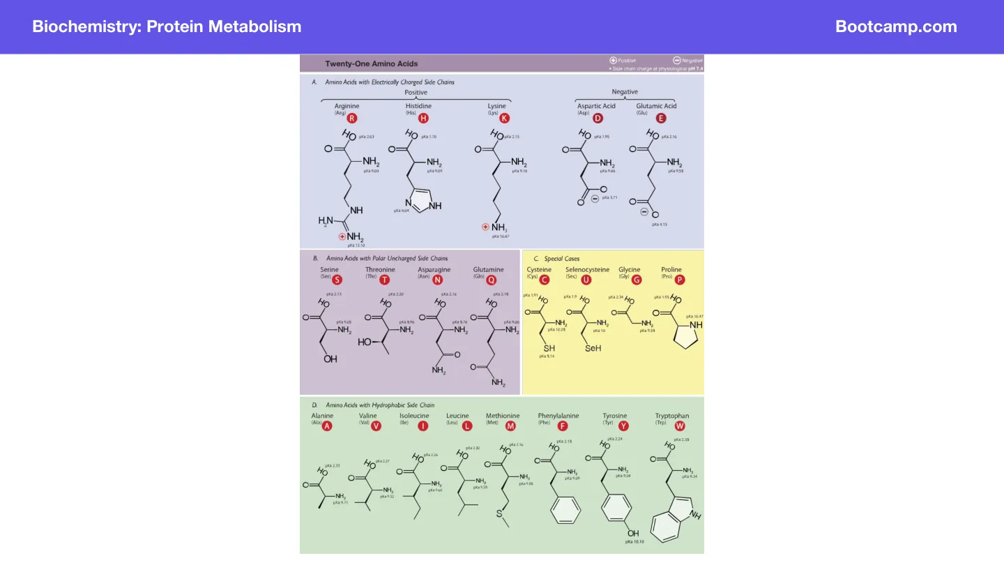 Bootcamp: all amino acids with one-letter codes; its 21st is selenocysteine