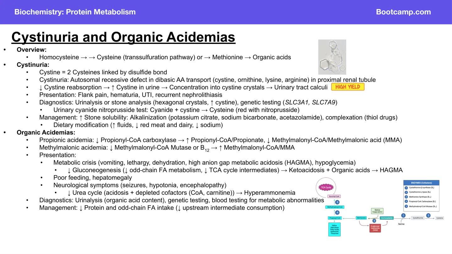 Bootcamp organic acidemias (lower half): propionic vs methylmalonic acidemia, HAGMA