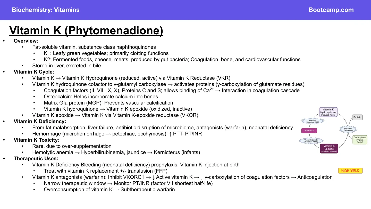 Bootcamp vitamin K: deficiency from fat malabsorption causes bleeding, raised PT