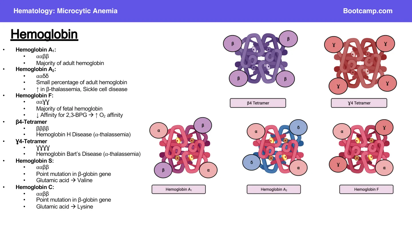Haemoglobin types: adult HbA is α2β2 (the majority); fetal HbF is α2γ2.