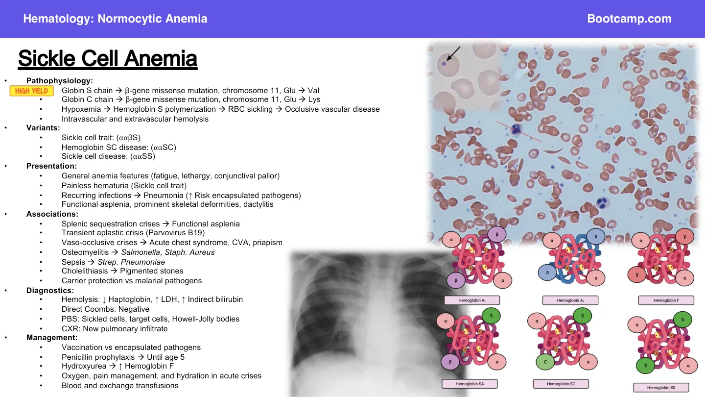 Bootcamp: HbS β-gene missense mutation Glu→Val; HbC Glu→Lys; sickling and haemolysis
