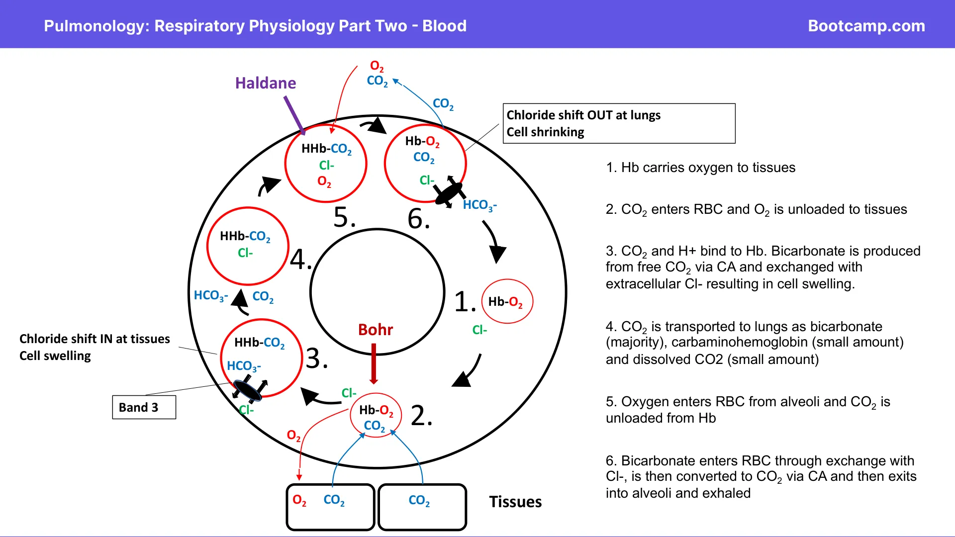 Bootcamp red-cell cycle: Bohr unloading in tissues, Haldane CO2 unloading in lungs, chloride shift.