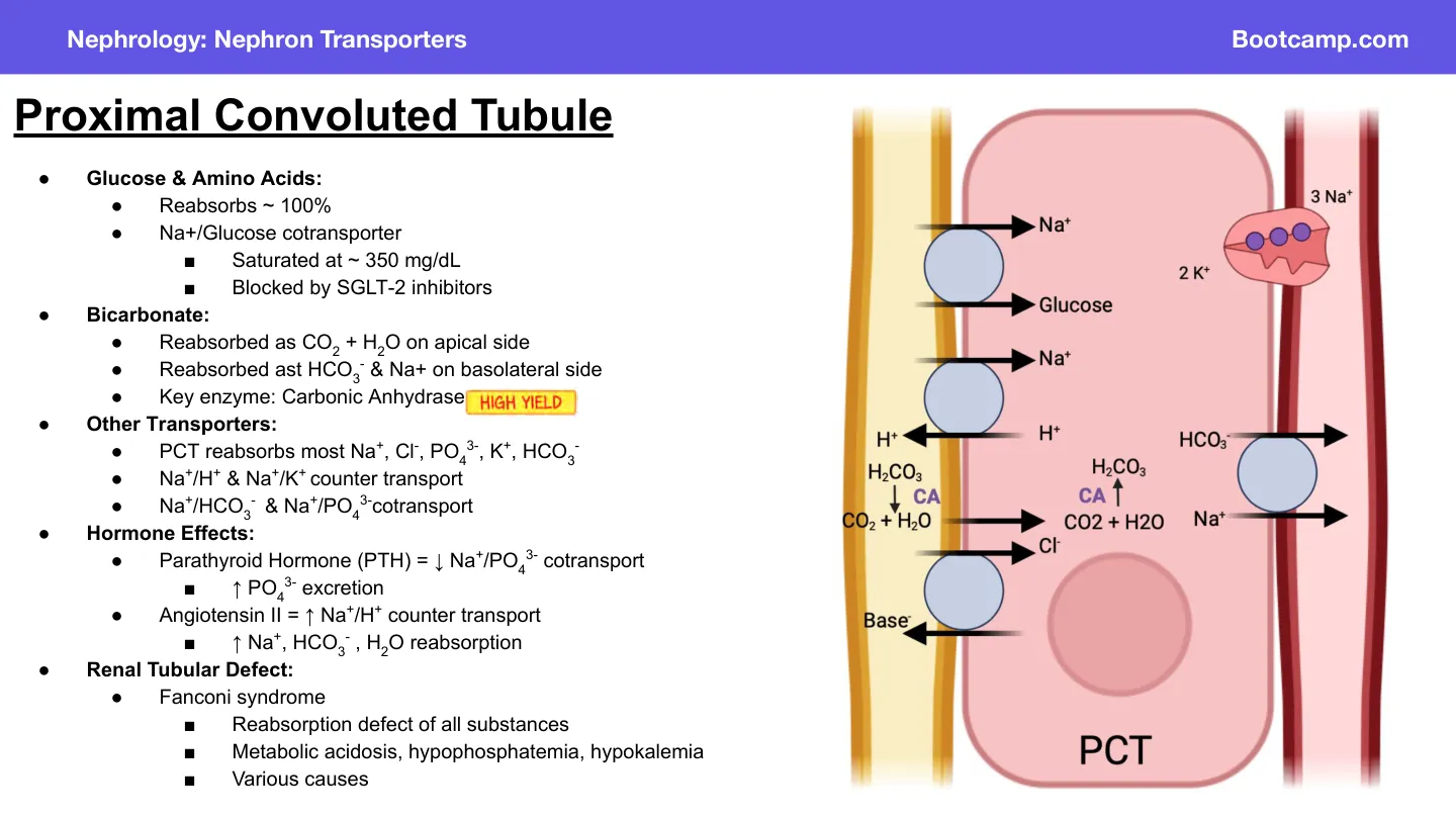 Bootcamp, proximal tubule: HCO3− reclaimed as CO2 + H2O; carbonic anhydrase key.
