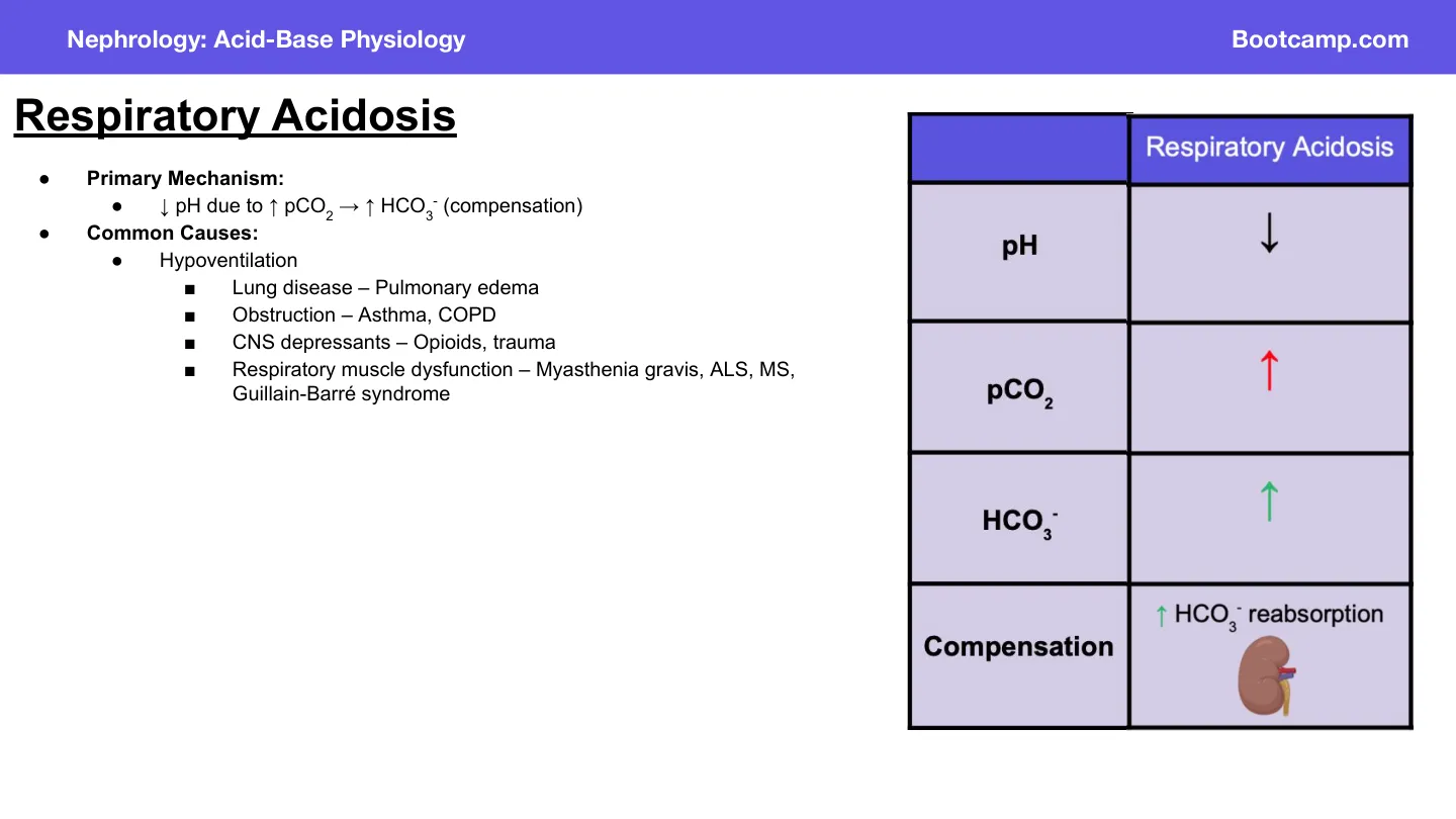 Bootcamp: hypoventilation causes: lung disease, COPD/asthma, opioids, myasthenia gravis.