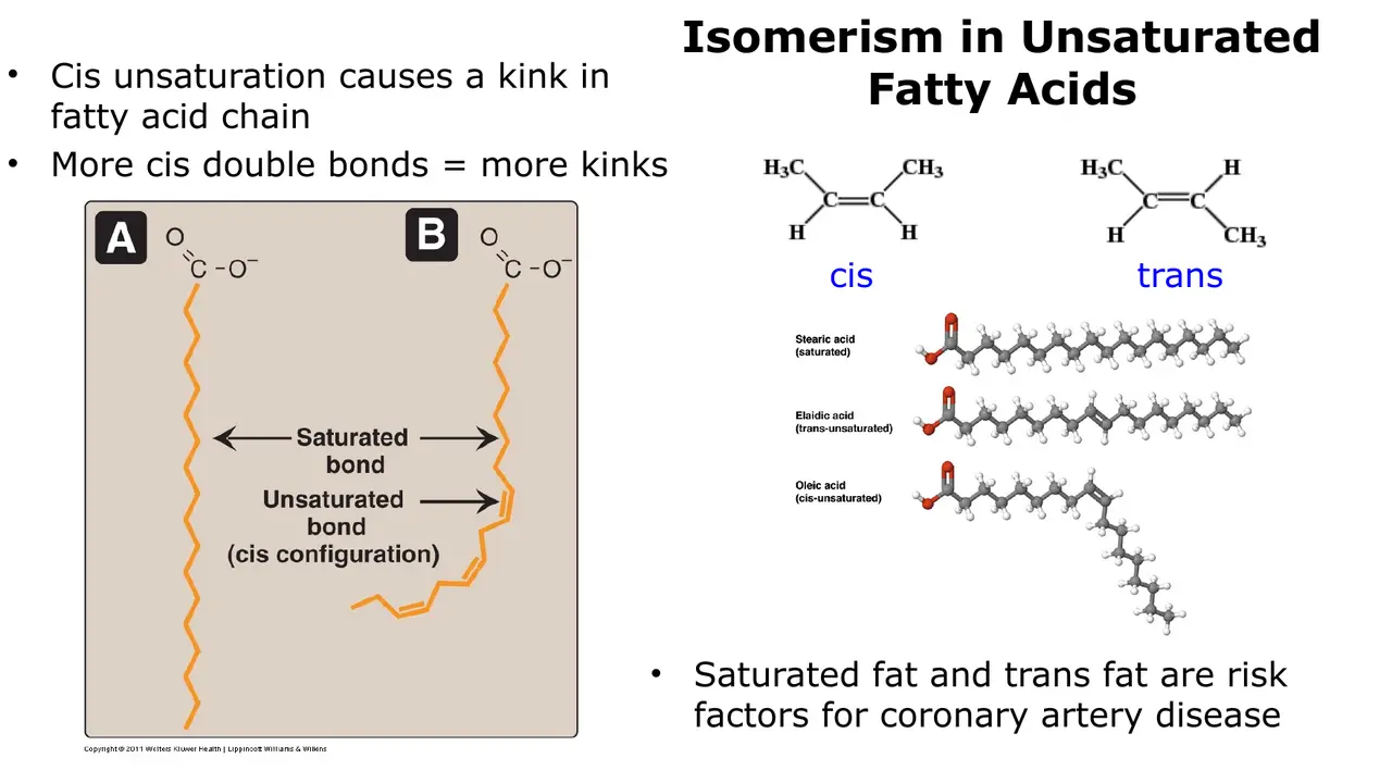 Cis bonds kink chains; trans chains stay straight; saturated and trans fats raise coronary risk.
