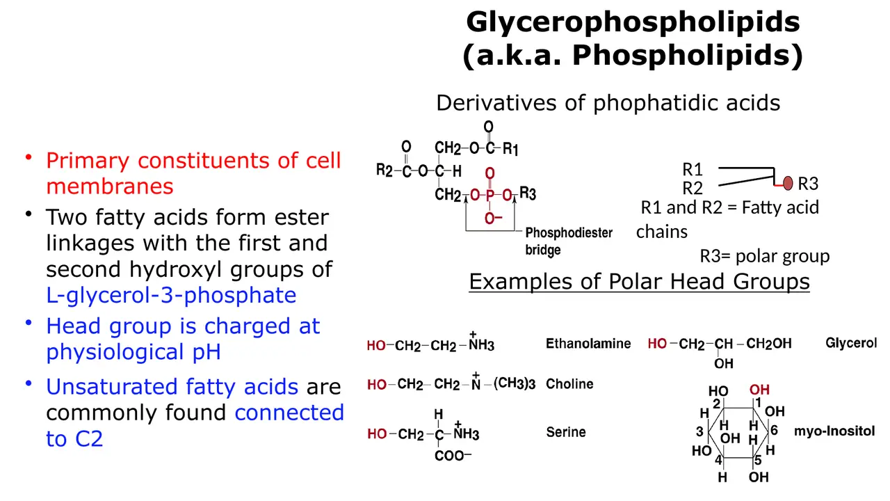 Glycerophospholipid structure, head-group examples, charged head, unsaturated fatty acid at C2.