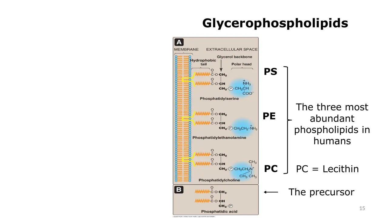 PS, PE and PC are most abundant; PC is lecithin; phosphatidic acid is the precursor.
