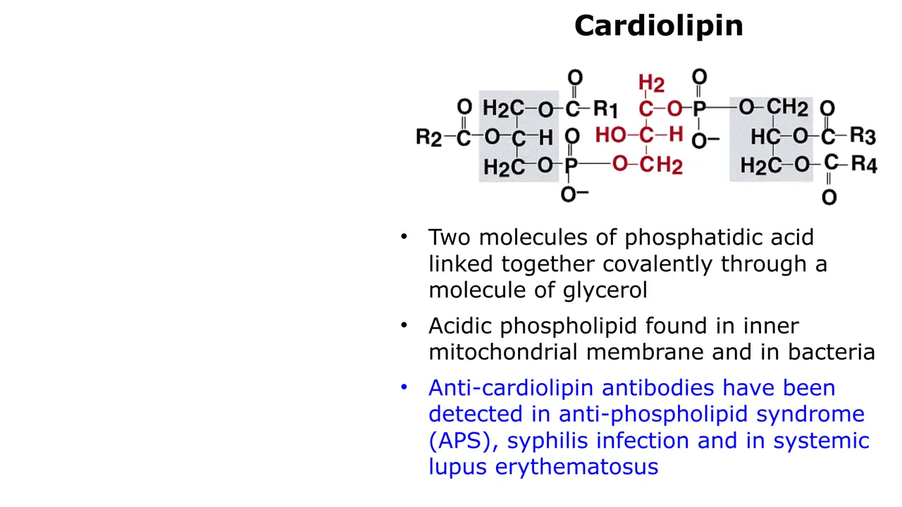 Cardiolipin: two phosphatidic acids joined by glycerol; inner mitochondrial membrane; antibodies.