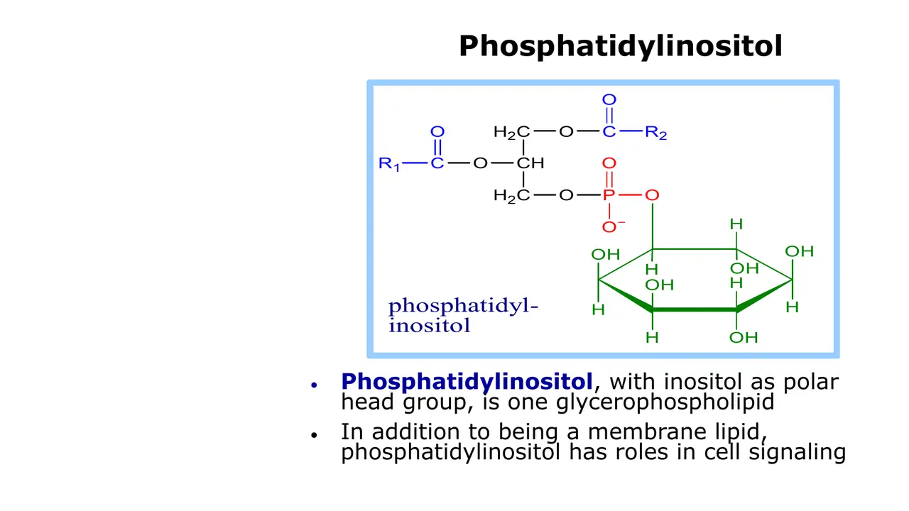 Phosphatidylinositol: inositol head group; a membrane lipid with signalling roles.