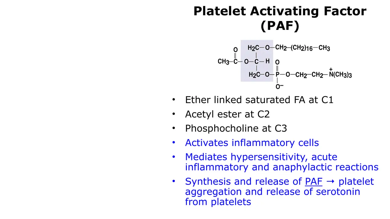 PAF: ether chain at C1, acetyl at C2, phosphocholine at C3; its actions.