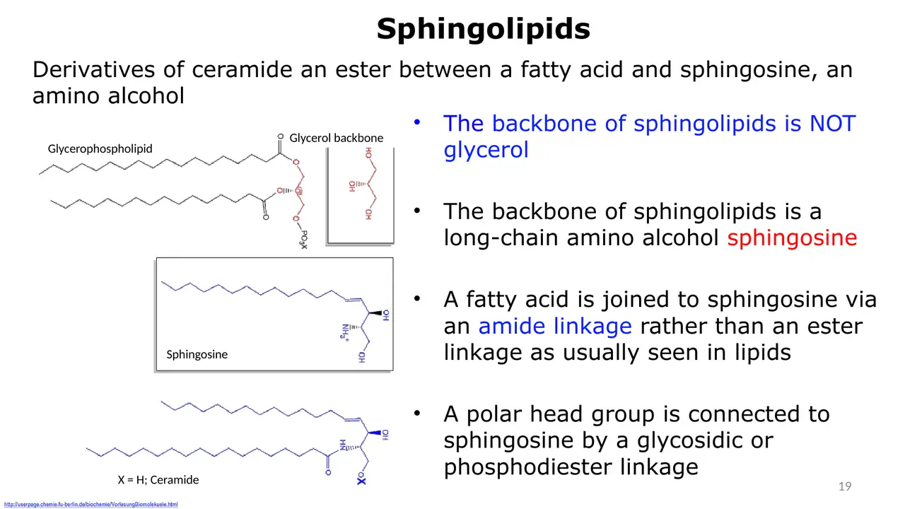 Sphingosine backbone and ceramide. The heading wrongly says ester: the link is an amide.