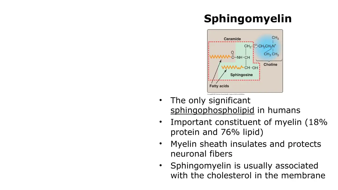 Sphingomyelin: ceramide plus phosphocholine; myelin is 76% lipid, 18% protein; pairs with cholesterol.