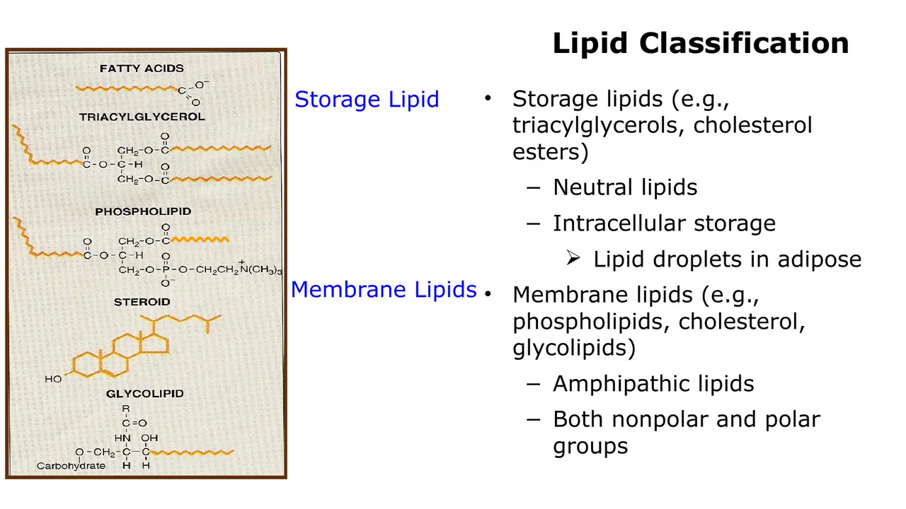 Storage lipids (neutral, droplets) versus membrane lipids (amphipathic), with structures.
