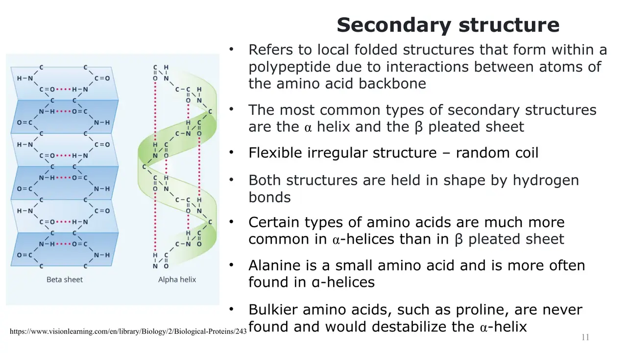 Lecture: secondary structure: α-helix, β-sheet, random coil, all held by H-bonds