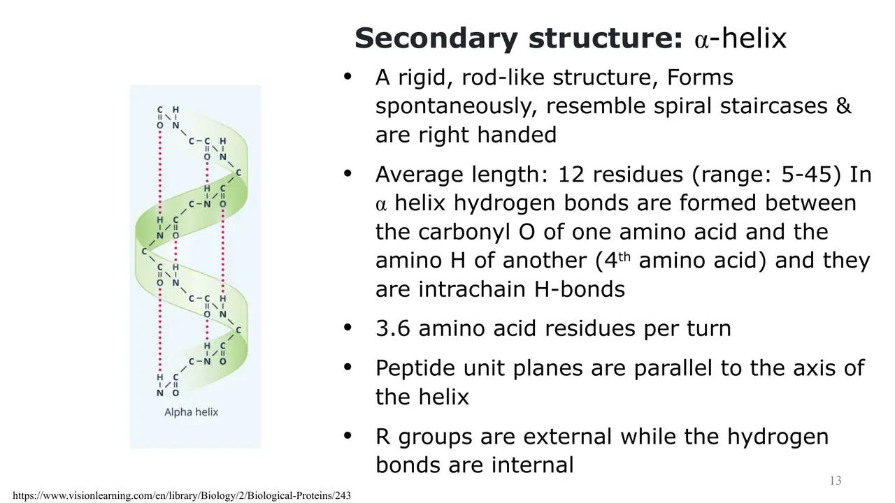 Lecture: α-helix: right-handed, 3.6 residues/turn, H-bond to 4th residue, R outward