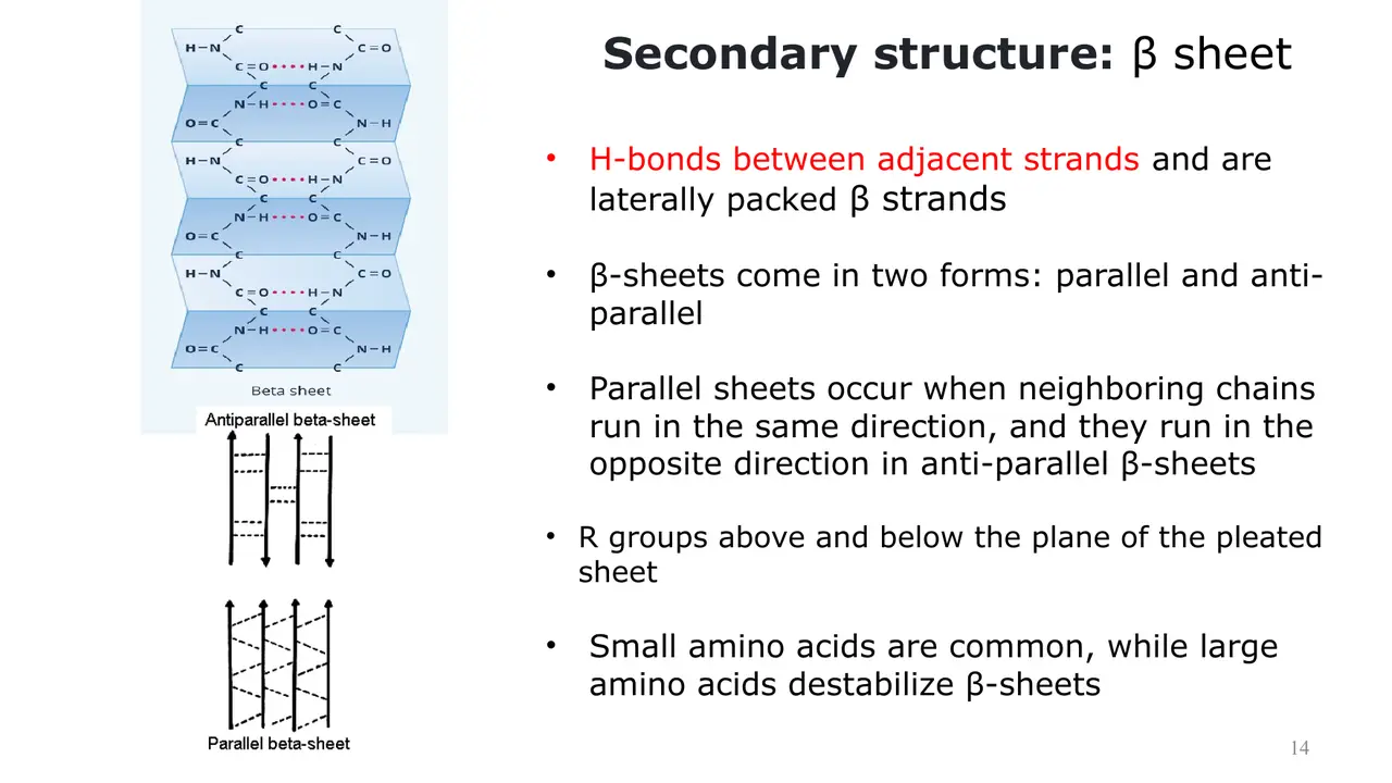Lecture: β-sheet: H-bonds between strands; parallel or antiparallel; R above and below