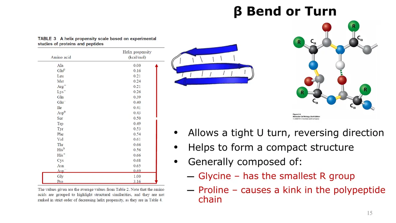 Lecture: β-turn, a tight U-turn built from glycine and proline