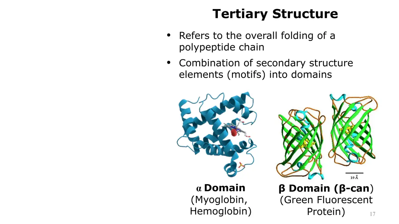 Lecture: tertiary fold; α domain (myoglobin, haemoglobin), β-can (green fluorescent protein)