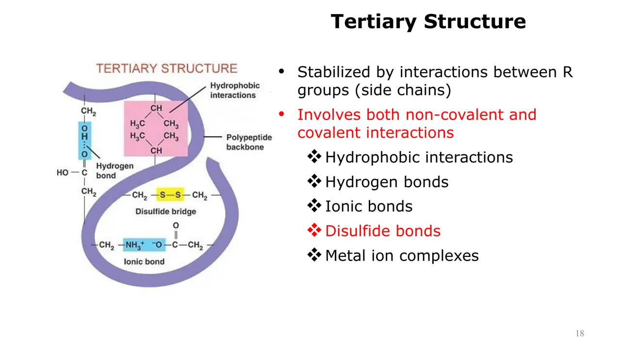 Lecture: tertiary structure stabilised by five side-chain interactions