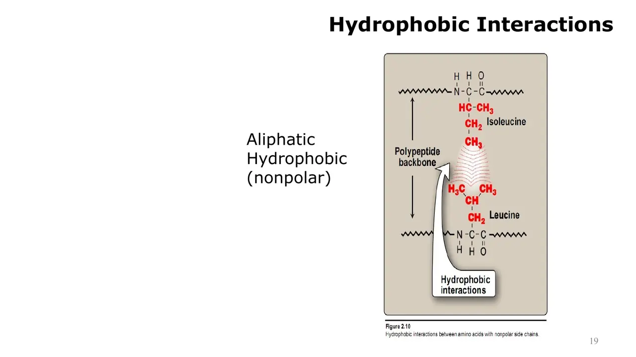 Lecture: hydrophobic interaction between leucine and isoleucine side chains
