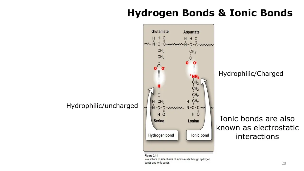 Lecture: serine–glutamate hydrogen bond; aspartate–lysine ionic bond