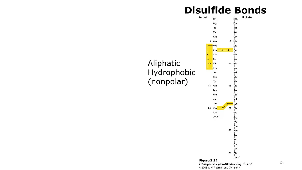 Lecture: disulfide bonds in insulin, the covalent cross-link