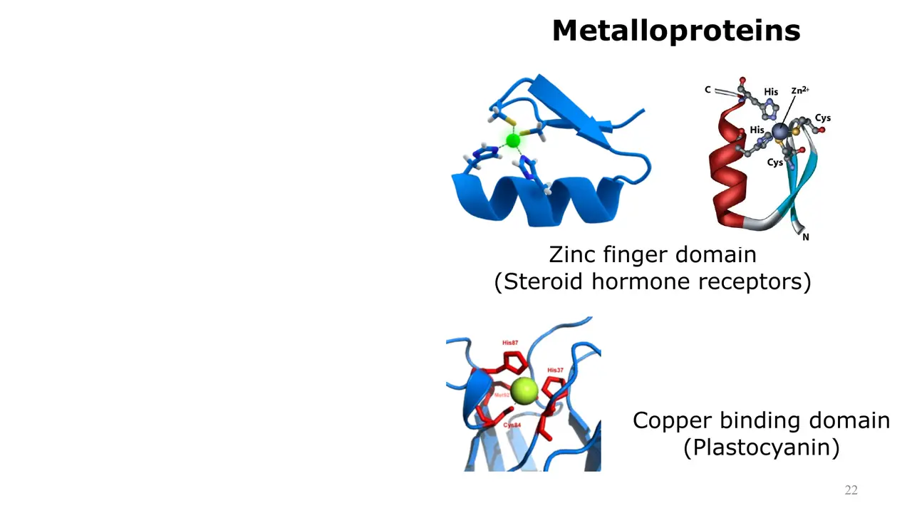 Lecture: metal ions: zinc fingers of steroid receptors, copper in plastocyanin