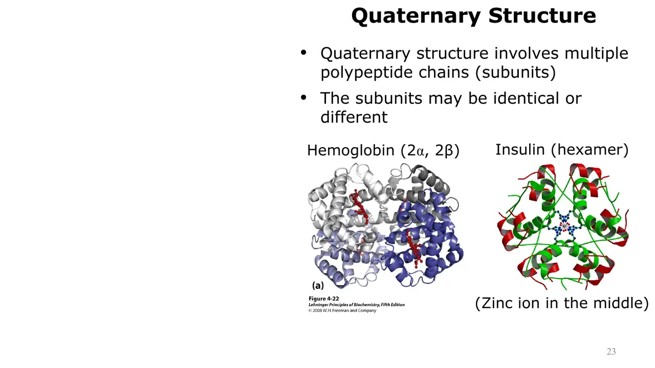 Lecture: quaternary structure: haemoglobin 2α2β, insulin hexamer around zinc