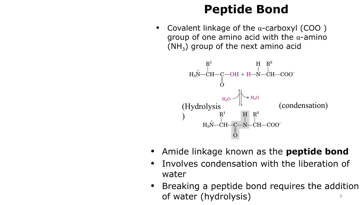 Lecture: peptide bond forms by condensation (water out), breaks by hydrolysis