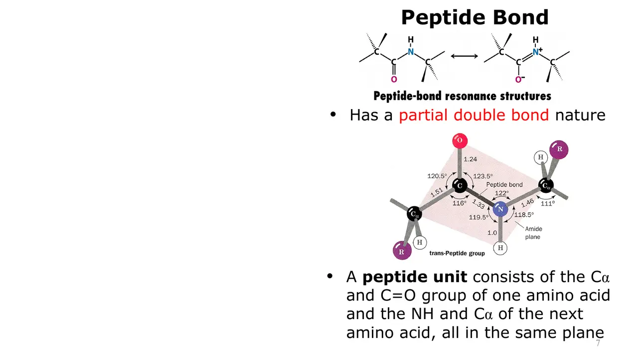 Lecture: partial double bond; peptide unit's six atoms lie in one plane
