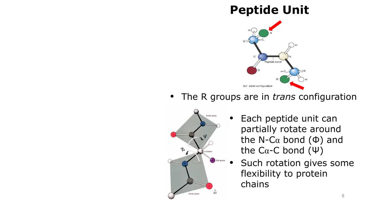Lecture: R groups trans; rotation only about N–Cα (Φ) and Cα–C (Ψ)