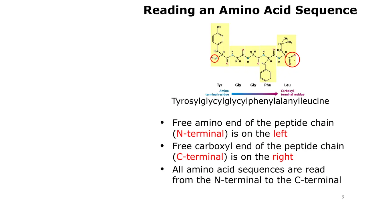 Lecture: sequences read N-terminal (left) to C-terminal (right)