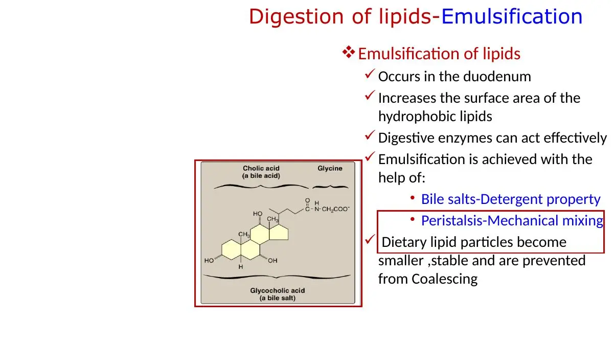Emulsification: duodenum, bile salt detergent action plus peristalsis