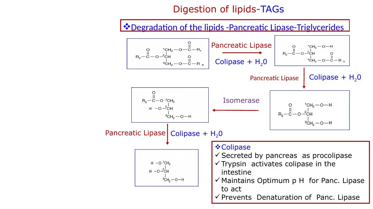 Pancreatic lipase with colipase gives 2-MAG; isomerase route to glycerol