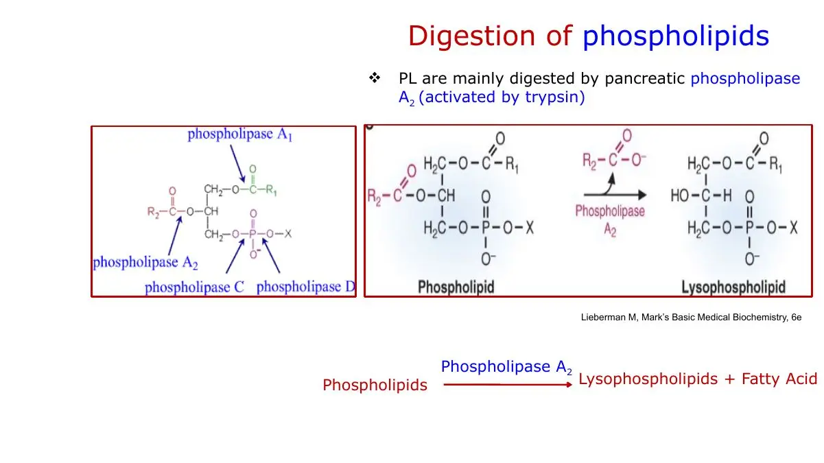 Phospholipase A2 cuts C2: lysophospholipid + fatty acid