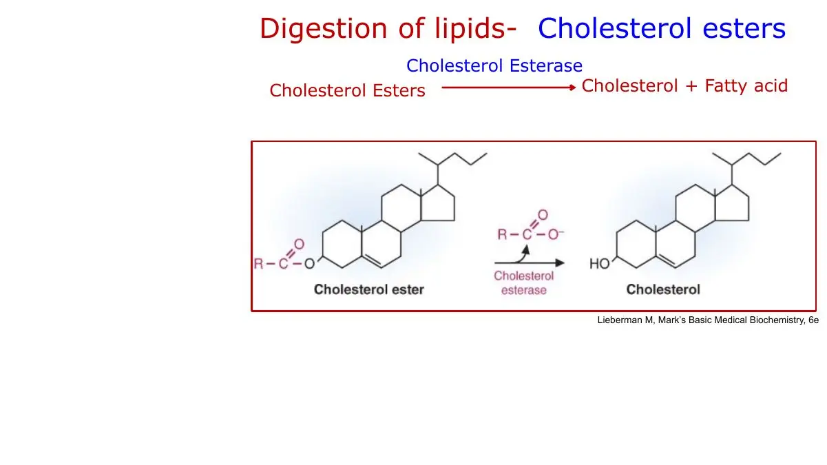Cholesterol esterase frees cholesterol from the fatty acid on its 3-OH