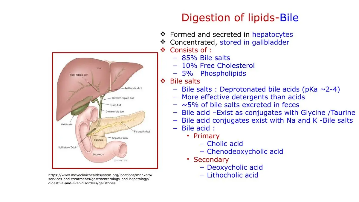 Bile composition and bile salts; texts give more phospholipid than cholesterol