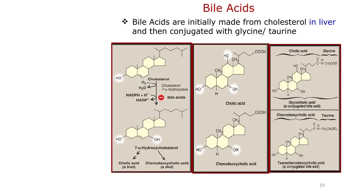 Bile acids made from cholesterol in liver, conjugated with glycine or taurine