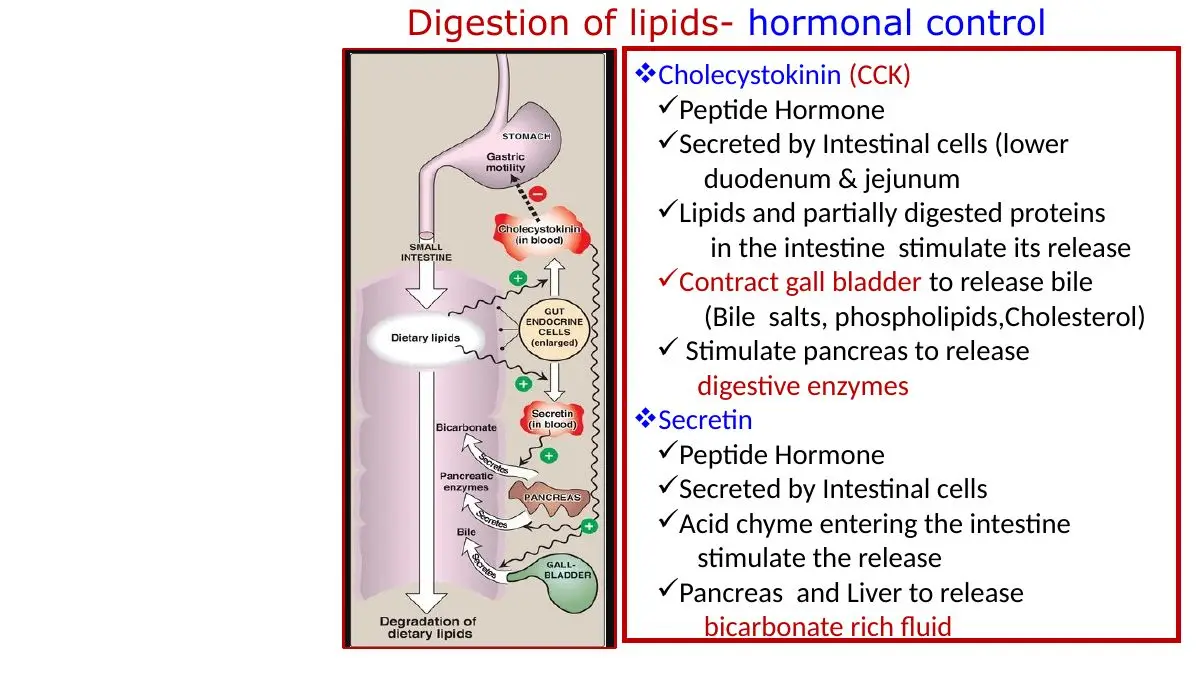 CCK and secretin: triggers, sources and actions
