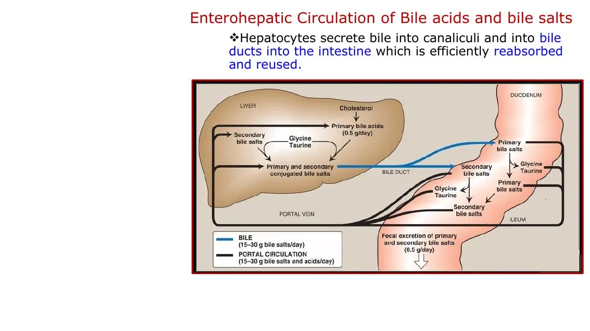 Enterohepatic circulation; diagram 0.5 g/day is actual synthesis, 3–5 g is maximum