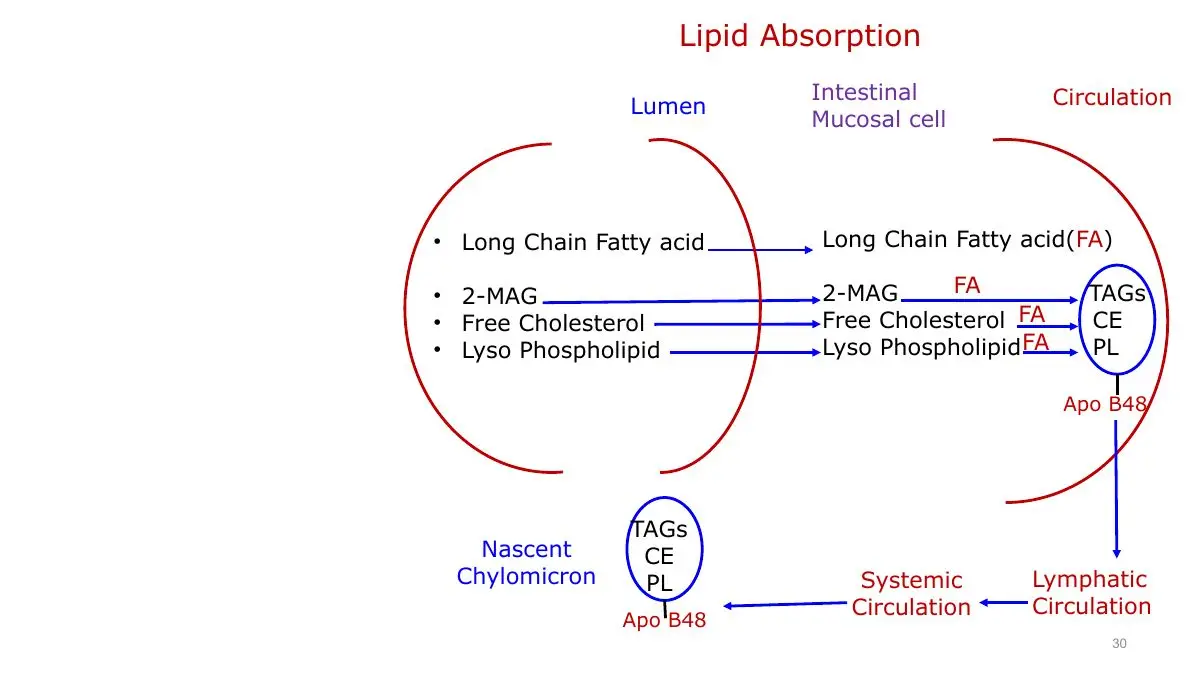 Absorbed lipids re-esterified into TAG, CE, PL in the nascent chylomicron