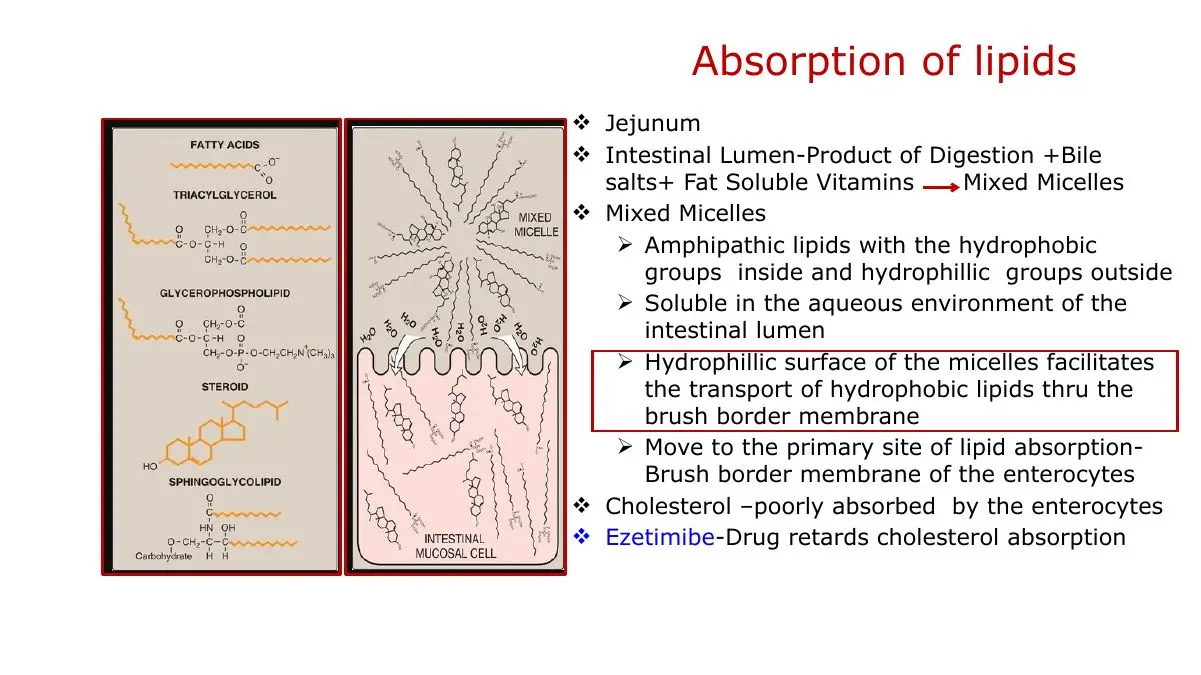 Micelle structure and job; cholesterol poorly absorbed; ezetimibe