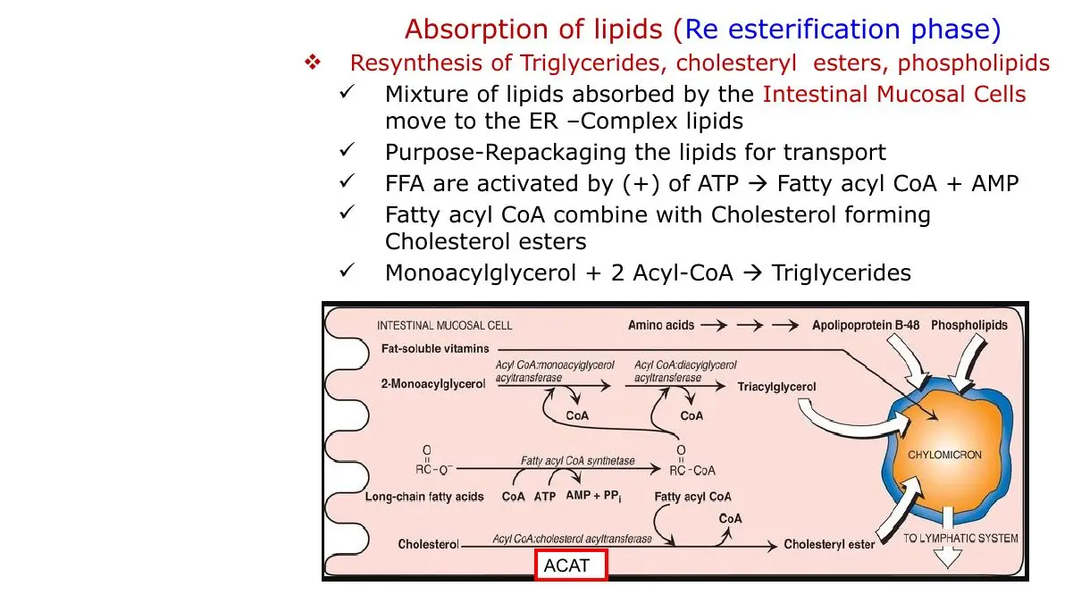 Re-esterification in ER: acyl-CoA activation, MAG + 2 acyl-CoA, ACAT