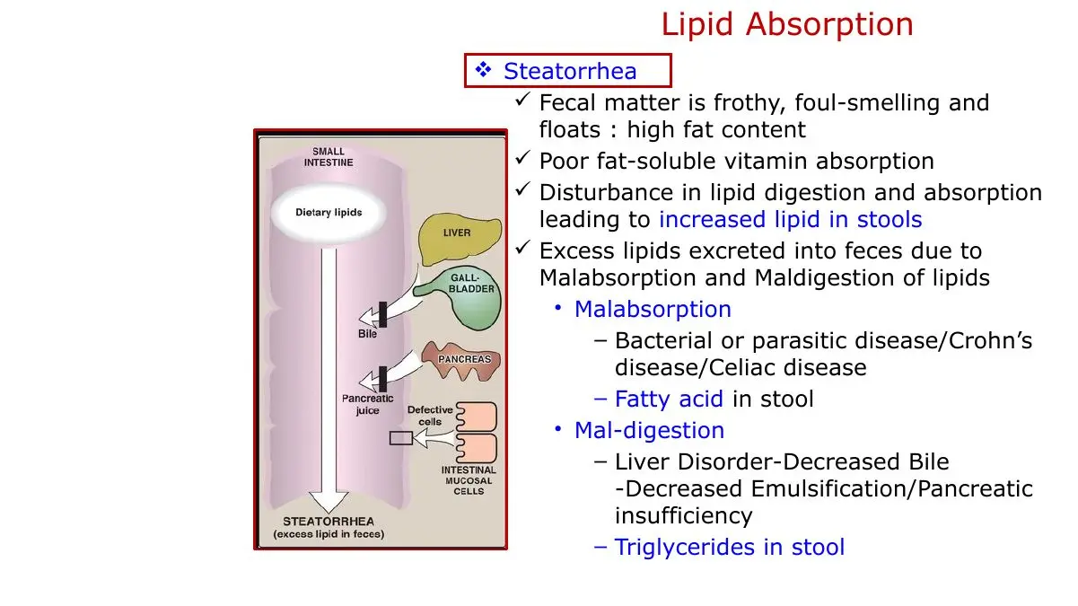 Steatorrhoea, its two mechanisms, causes and stool fat type