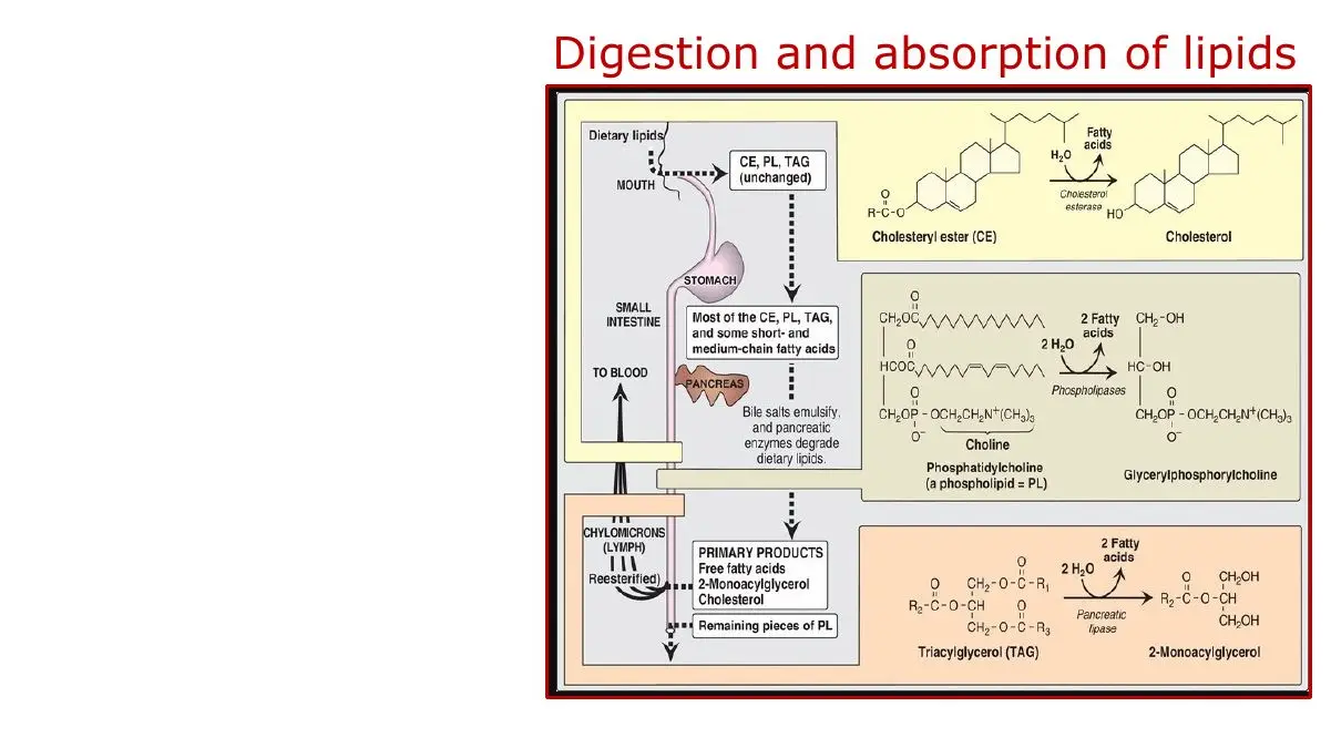 Summary figure; its mouth "unchanged" label is wrong: lingual lipase starts TAG digestion